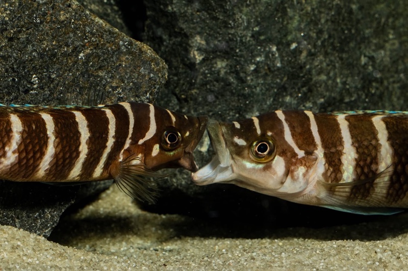 Neolamprologus cylindricus 'Kasanga'